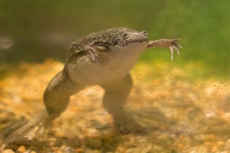  African Clawed Frog: Can This Tenacious Amphibian Truly Conquer Your Aquarium?