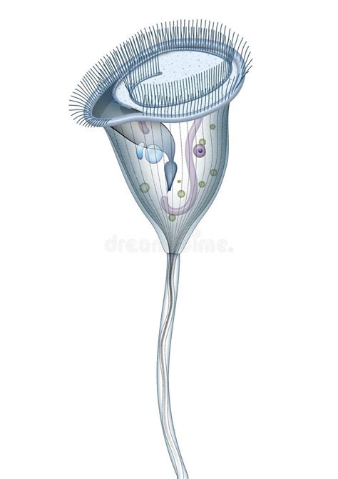  Vorticella!  A Microscopic Marvel With An Upside-Down Lifestyle and Contractile Stalk