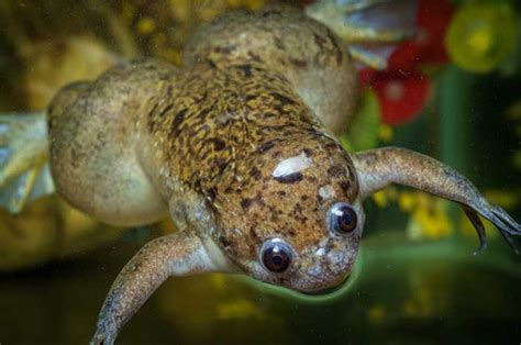  African Clawed Frog: Can This Tenacious Amphibian Truly Conquer Your Aquarium?