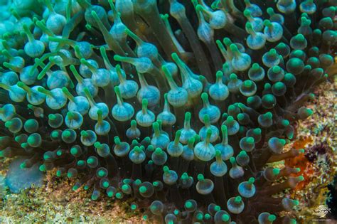  Bubble-Tip Anemone: An Underwater Flower With Tentacles That Can Sting Like A Beehive