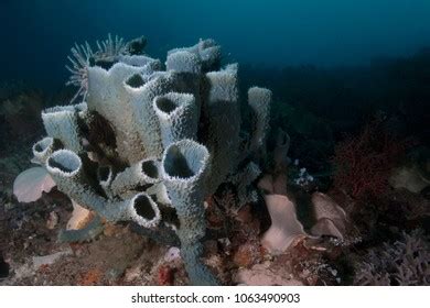  Cribrochalina! A Spongy Architect With an Unforgettable Skeleton