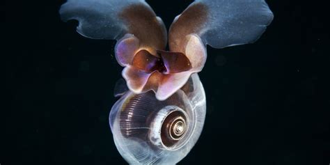  Limacina! A Tiny, Transparent Snail That Drifts Through the Ocean Like a Celestial Jewel