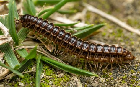  Millipede-The Many Legs That Crawl! Discover A World Hidden Beneath Fallen Leaves