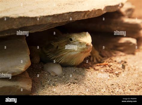  Pholcidae: ผู้ล่าเงาที่มักหลบซ่อนอยู่ใต้หินและใบบางๆ