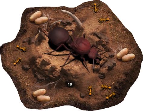  Queen Ant: Can You Believe This Tiny Queen Rules an Entire Underground Kingdom?