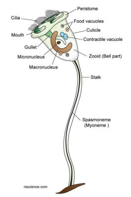  Vorticella!  A Microscopic Marvel With An Upside-Down Lifestyle and Contractile Stalk