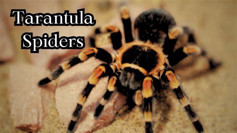  Tarantula! Eight-Legged Wonders Hiding Fuzzy Secrets Beneath Their Exoskeletons