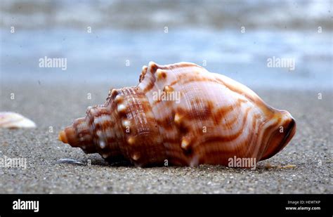  Whelk! A Gastropod That's Both a Snail and a Predator