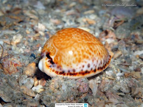  Yellow Cowrie! Discover This Striking Mollusk With Its Exquisite Shell and Unique Adaptability