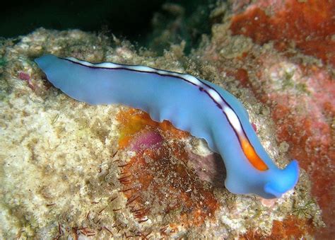  Zygocotyle -  A Tiny Flatworm That Embraces the Wonders of Snail Guts!